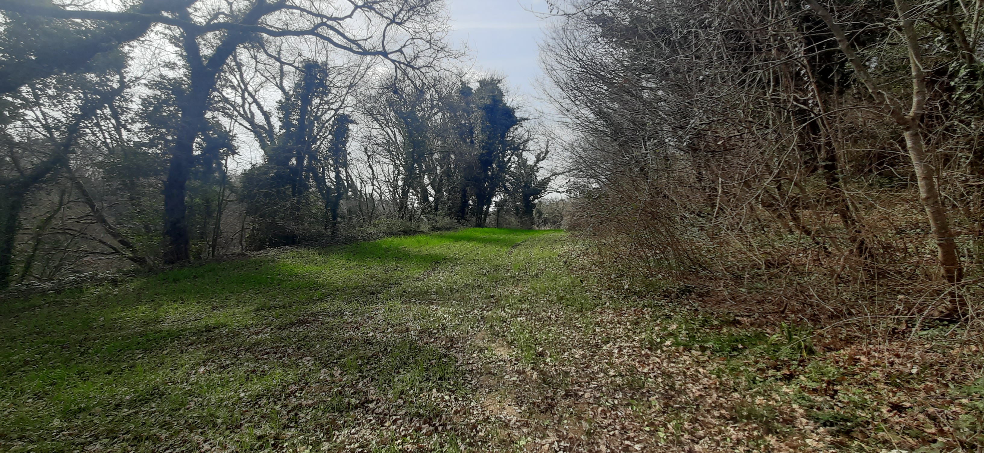 Immobile Procedura 117 2022