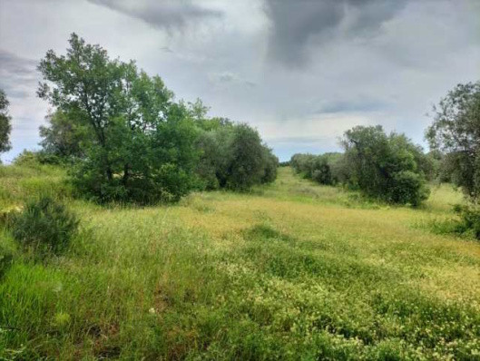 Immobile Procedura 148 2024